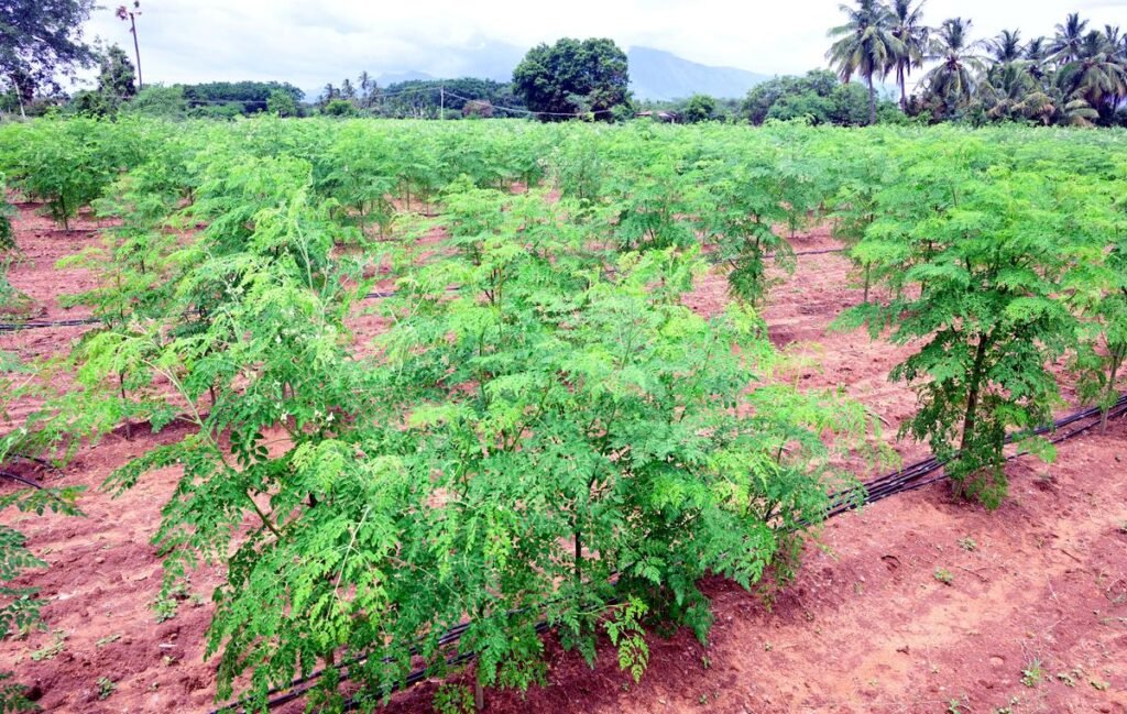 Export Moringa Powder from India