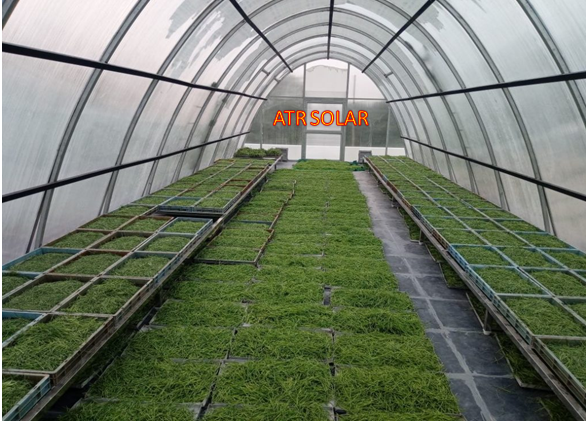 Export Moringa Powder from india